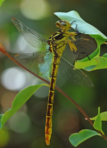 Female
2010_09_23_Liberty_FL